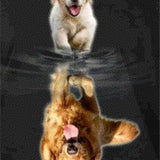 Diamond Painting - Large and Small Labrador