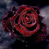 Diamond Painting - Red Rose