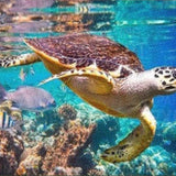 Diamond Painting - Sea Turtle
