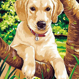 Paint by numbers Labradorhvalp