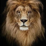 Paint by numbers Løve