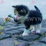 Painting by numbers Playing Cat