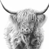 Paint by numbers Skotsk Highlander i sort og hvid