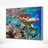 Schilderen op nummer Schildpaddenzee